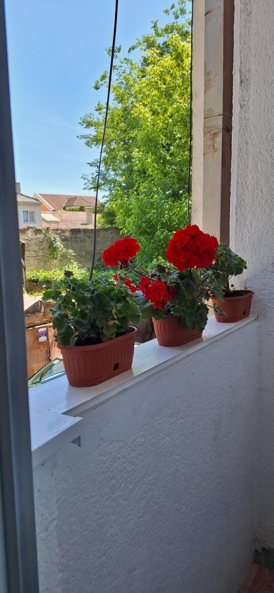 Apartman Lara Subotica Exteriér fotografie
